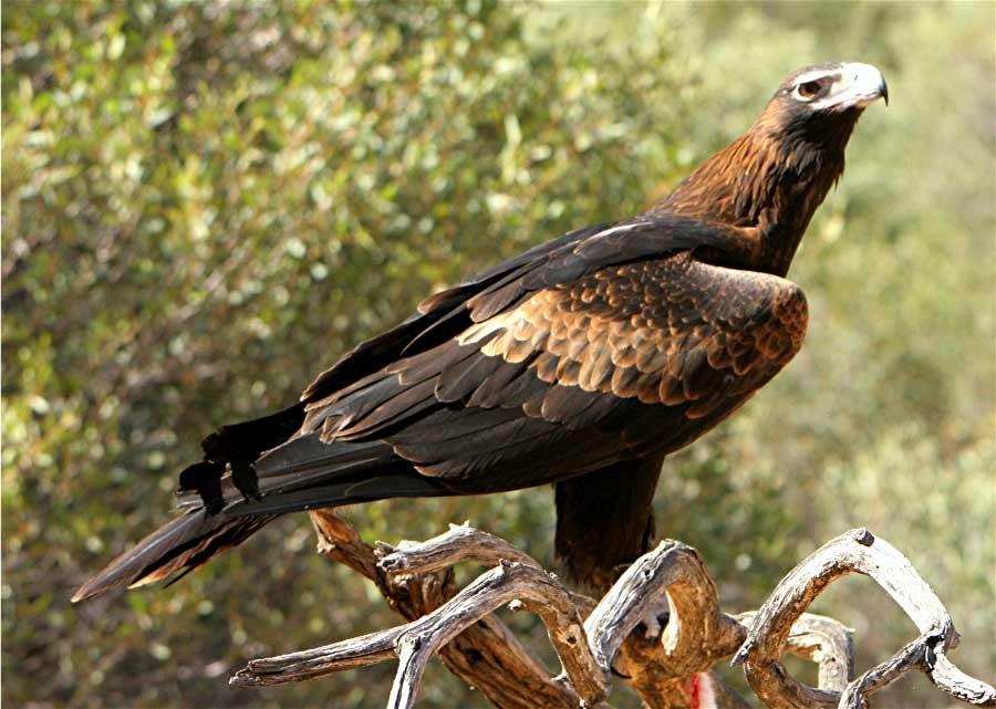 Eagle for rent - exotic bird rental