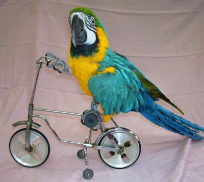parrot riding a bicycle in a parrot show