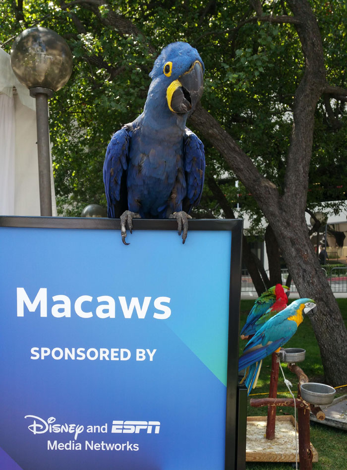 bird show or parrot show for party or event