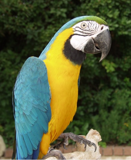 parrot in a parrot show