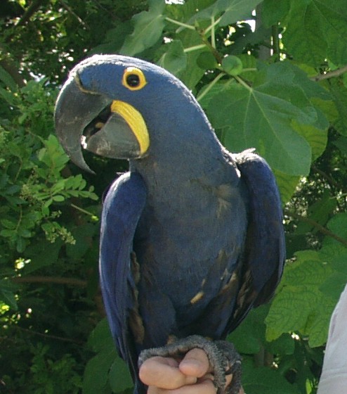 Rio Themed parrot party entertainment