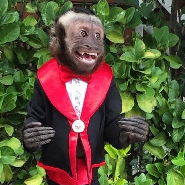 Monkey for rent for party or Event in Los Angeles and Orange and San Diego County California and other cities like Las Vegas, NV