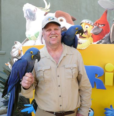 parrot show with a Hyacinth Macaw