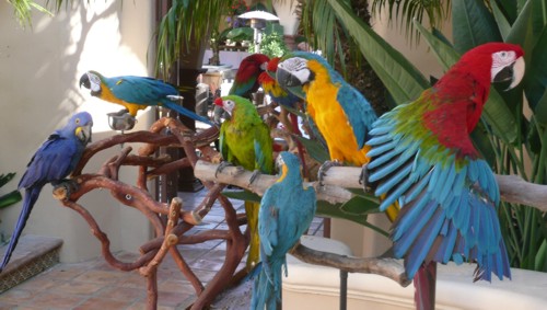 parrots for Jimmy Buffett party or parrot head party