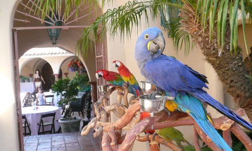 parrots for Jimmy Buffett party