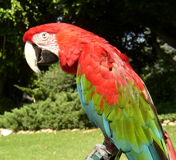 green wing macaw - parrot for party