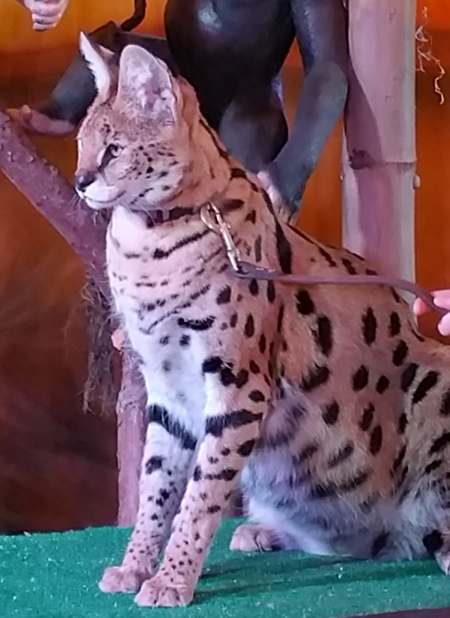 Serval Cat for Rent - Exotic Animals for rent