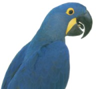 hyacinth macaw from parrots for parties the original party parrot posse.