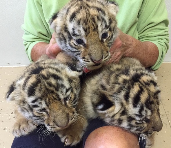 baby tigers and tiger cubs for rent and other exotic animals for rent