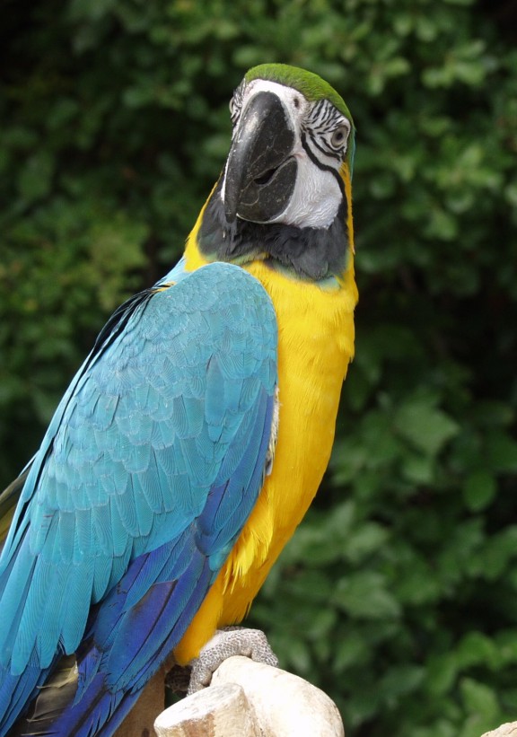 Hyacinth Macaw for Rio Party picture of a blue parrot