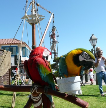 parrots at Ventura Harbor festival