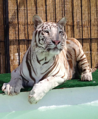 White Tiger for rent and other exotic animals for rent